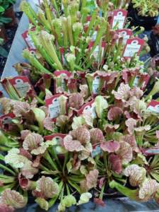 piante carnivore sarracenia