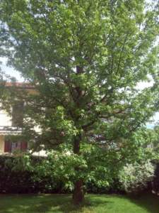 terreno umido liquidambar