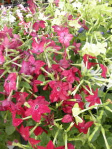 fiori notturni