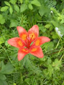 giglio lilium bulbiferum