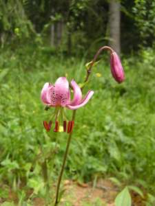 giglio Lilium martagone