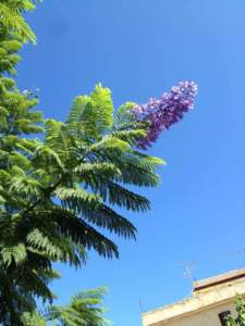 jacaranda