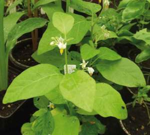 solanum
