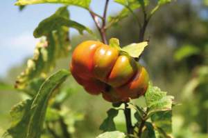 solanum