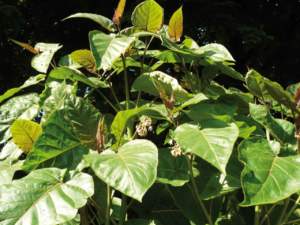 solanum