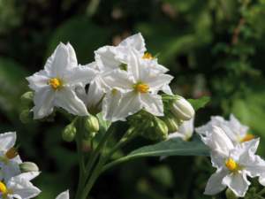 solanum