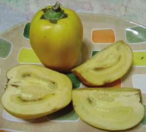 solanum