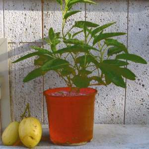 solanum