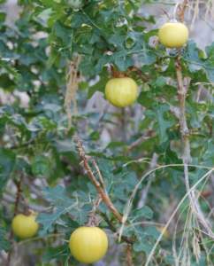solanum