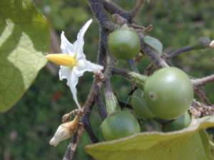 solanum