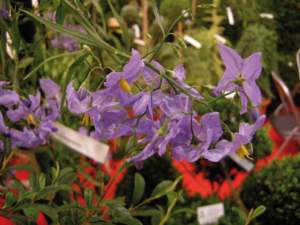 solanum