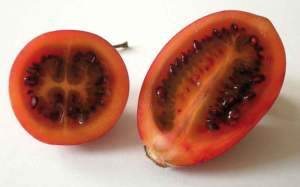 solanum