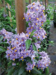 solanum