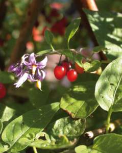 solanum