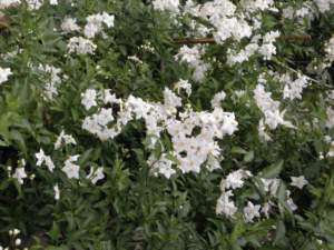solanum