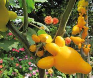 solanum