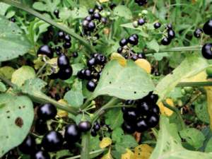 solanum