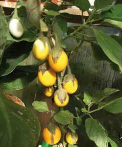 solanum