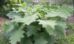 solanum