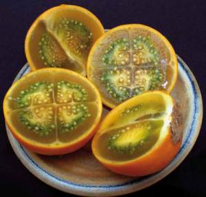 solanum