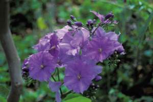 solanum