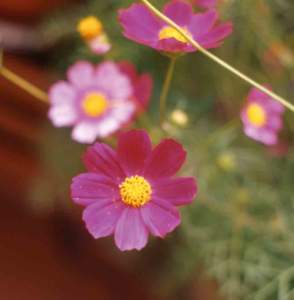 cosmos cosmea