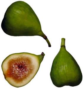 caprificazione fico