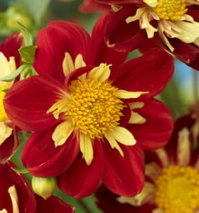 2011/11/dalia_02.jpg