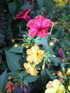 mirabilis fiori notturni