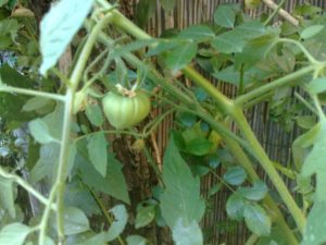 2011/11/pomodoro%20bistecca_0.jpg