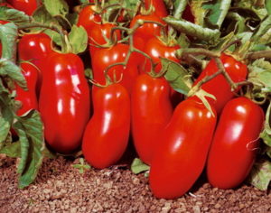 2011/11/tomato_03_0.jpg