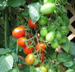 2011/11/tomato_05_0.jpg