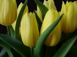 2011/11/tulipani_gialli_0.jpg