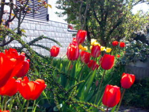 2011/11/tulipani_ridimensionare.jpg