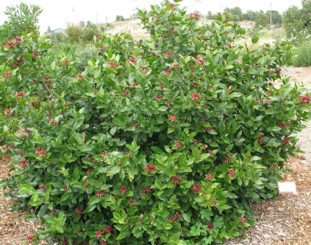 Calycanthus-occidentalis
