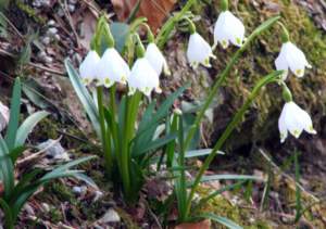 campanellino leucojum