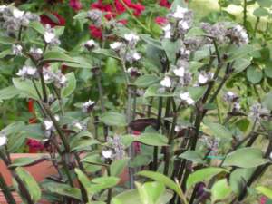 piante d'appartamento