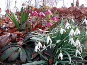 bulbose invernali bucaneve elleboro
