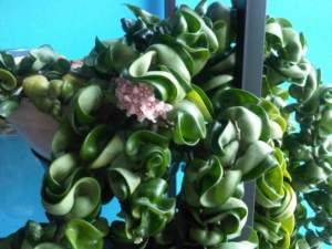 piante d'appartamento