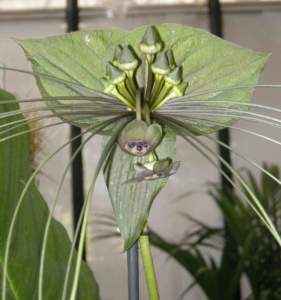 pianta d'appartamento
