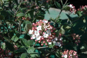 viburnum tinus fiori