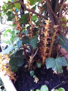 orobanche