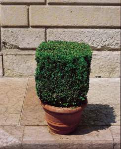 buxus bosso topiario cubo