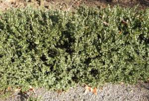 bosso Buxus siepe
