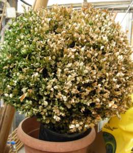 buxus bosso vaso foglie secche