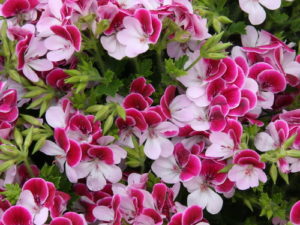 2012/03/gerani_24fc393f.jpg