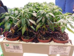 cannabis canapa vasetti