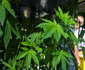 cannabis canapa