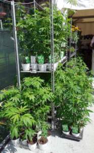 cannabis canapa