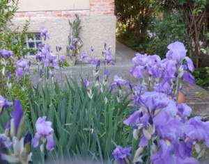 piante shabby chic iris pallida